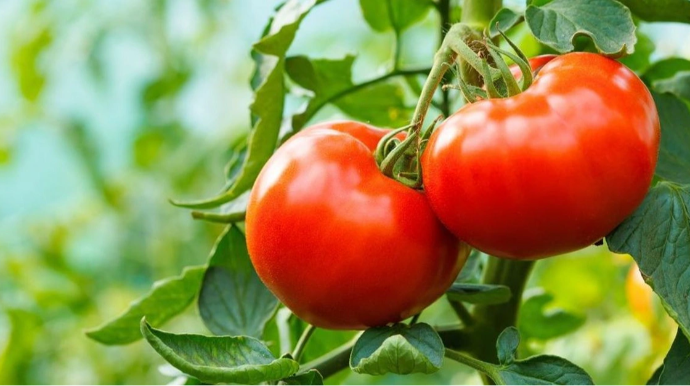 Türkmənistandan Azərbaycana gətirilən pomidorda virus aşkarlandı 