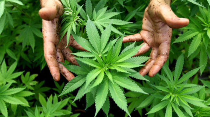 Neftçala sakinindən külli miqdarda narkotik aşkar edildi