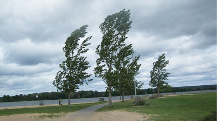 Объявлено желтое и оранжевое предупреждение в связи с ветреной погодой 