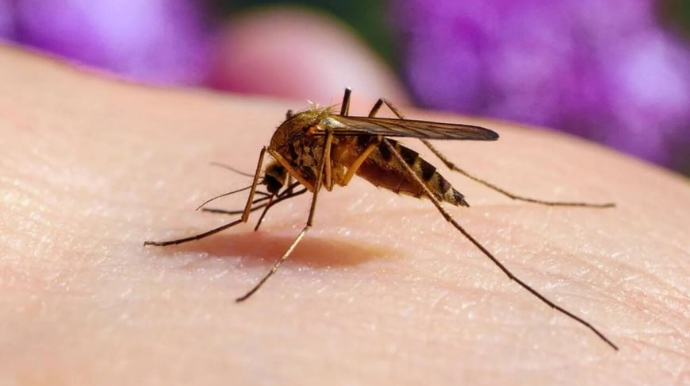 Ağcaqanadlar ən çox onları SANCIR 