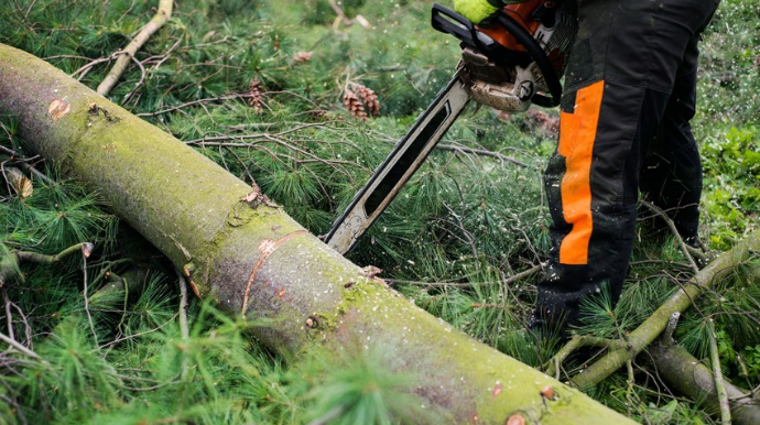 Bərdədə ağaclar baş həkimin göstərişi ilə kəsilib