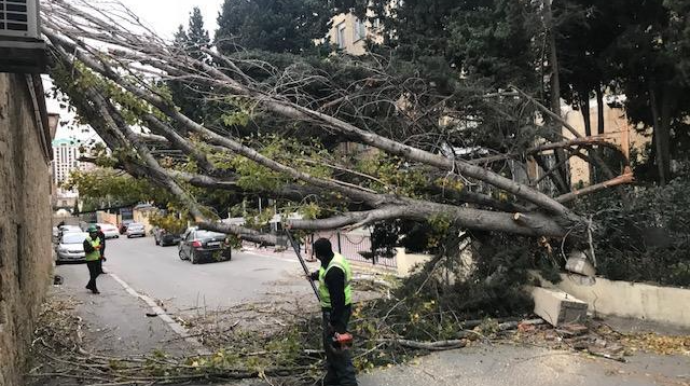 Bakıda külək 14 ağacı aşırıb