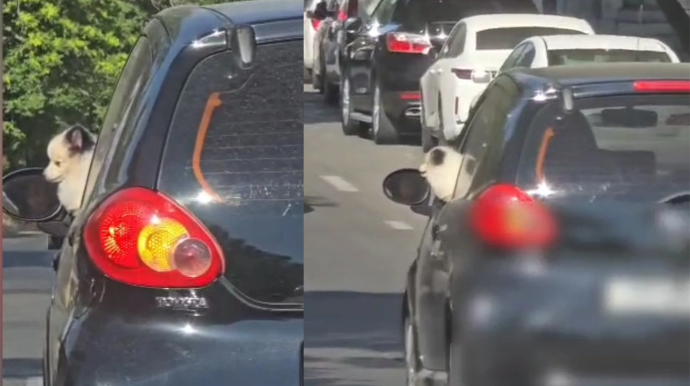 Yol polisi maşında it gəzdirənlərə xəbərdarlıq etdi - VİDEO