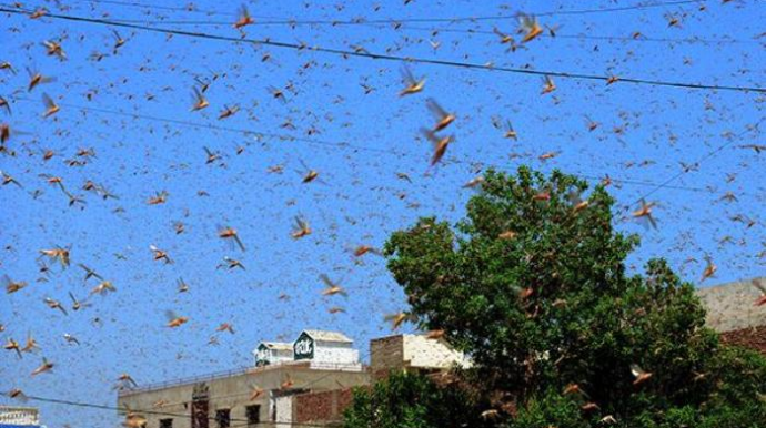 Azərbaycana çəyirtkə sürüsü hücum etdi - VİDEO