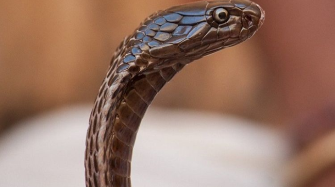 Goran qəsəbəsi sakinini ilan sancıb