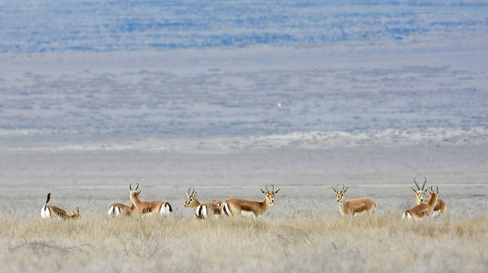 Axar-Baxardakı ceyranların FOTOLARI 