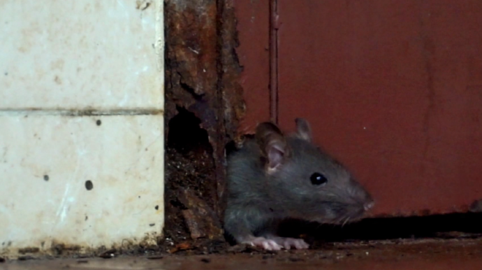 Bakıda siçovullar yasayış binasına girir, maşınlara zərər vurur - VİDEO 