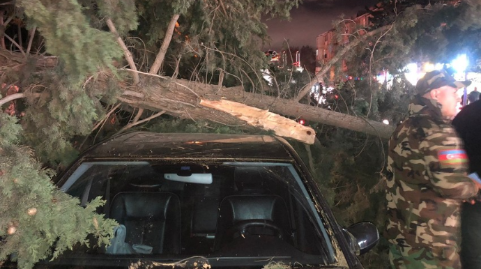 Bakıda 20 metrlik şam ağacı “Mercedes”in damına aşdı - FOTO/VİDEO 