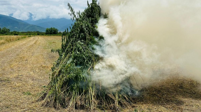 Laçında 842 kq çətənə bitkisi məhv edilib 