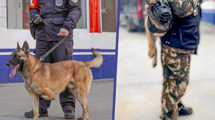 Üç ayaqla doğulmuş it polis bölməsində işə götürülüb - FOTOLAR 