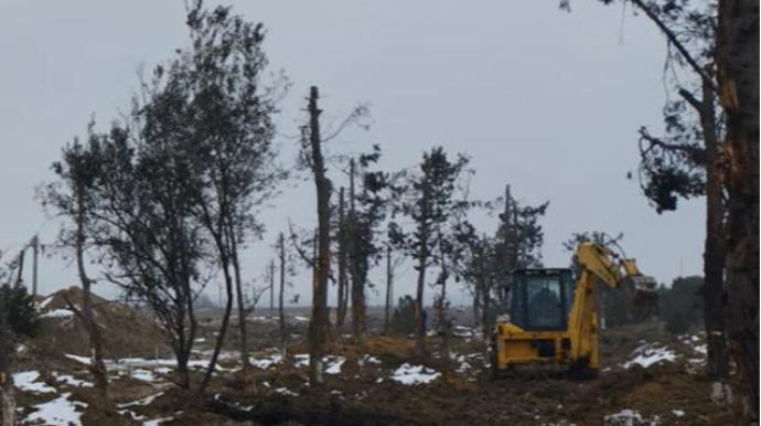 Yeni yolun inşası ilə əlaqədar ərazidəki yaşıllıq köçürülür - FOTO