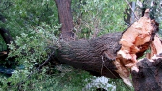 Meşədə odun doğrayarkən öldü 