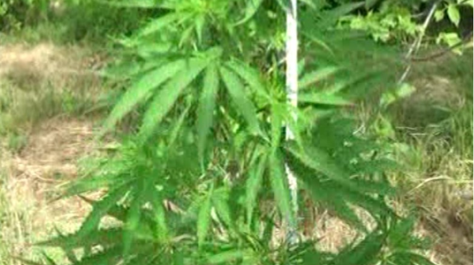 Mədəniyyət Nazirliyinin vəzifəli şəxsinin narkotik plantasiyası aşkarlandı - FOTO 