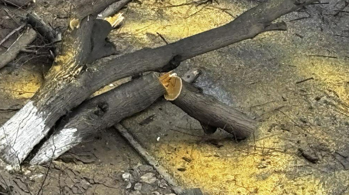 Qaraçuxurda ağac yola aşdı - Hərəkət məhdudlaşdı - FOTO