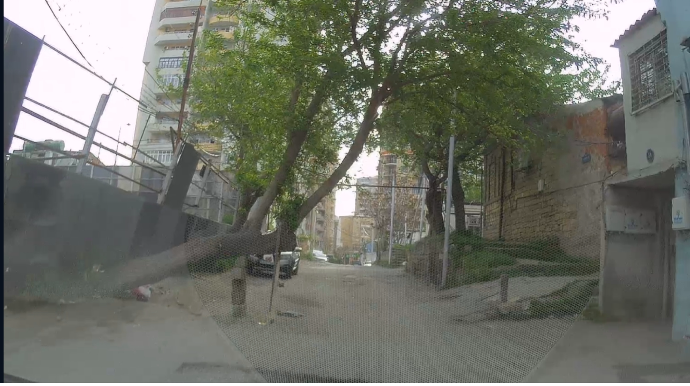 Bakıda insanlar məşhur tikinti şirkətindən narazıdır: Ağacı böyrü üstə yıxıblar - VİDEO