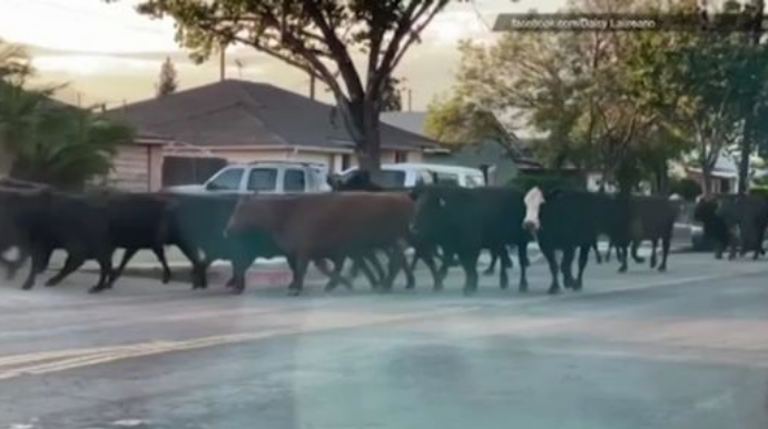 Qəssabxanadan qaçan inəklər şəhəri iflic edib   - VİDEO