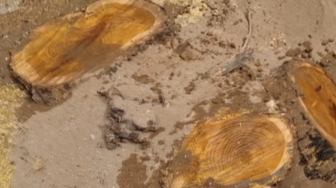 Xırdalanın mərkəzində ağaclar məhv edilib - Ərazidə obyekt tikiləcək? 