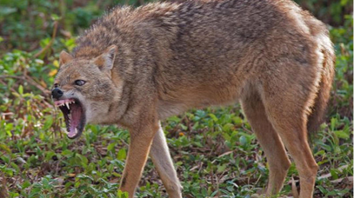 Cəlilabadda çaqqal 3 nəfərə hücum etdi 