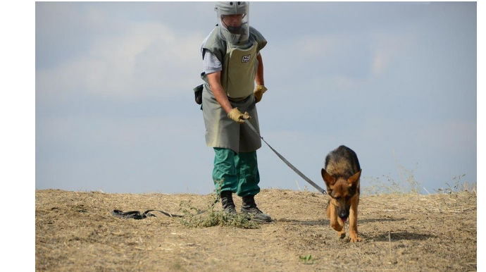 Турция подарила Азербайджану 10 собак-саперов  - ФОТО