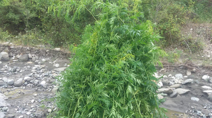 İsmayıllıda 900 kq-dan artıq narkotik vasitə məhv edilib  - FOTO