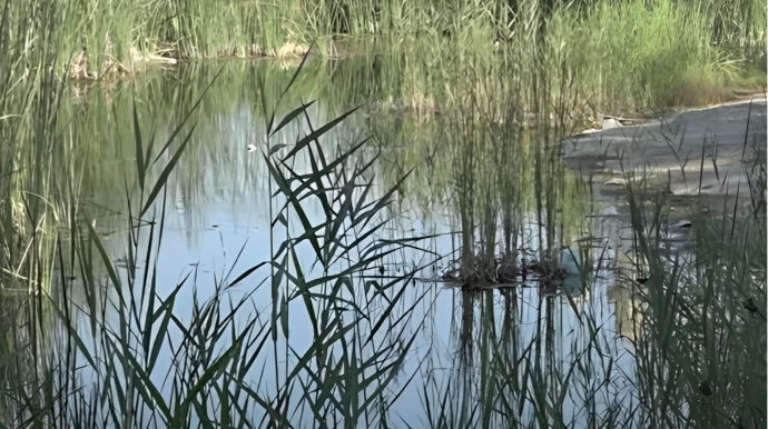 Binəqədidə baxımsız qalmış "Nəbatat" parkı - Sakinlərdən ŞİKAYƏT - VİDEO
