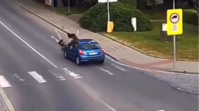 Xanım sürücü keçiddən keçən qızları belə vurdu - ANBAAN VİDEO 