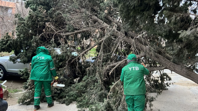 Külək Bakıda 37 ağacı sındırdı - YENİLƏNİB 