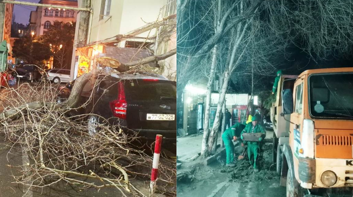 Bakıya Sovet dövründə əkilən qovaq ağacları çıxarılıb yerinə başqa fidanlar əkilməlidir – EKOLOQ - VİDEO 