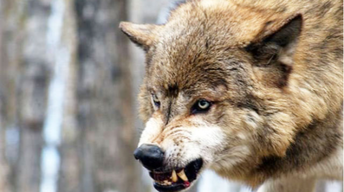 Bu kəndlərə bir neçə gündür canavarlar hücum edir 