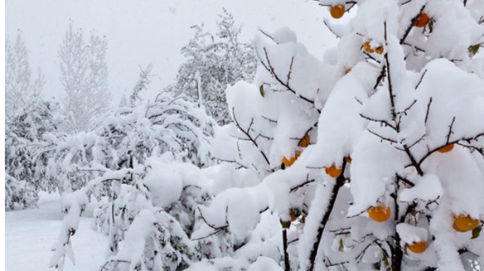 Azərbaycana qar yağdı - FAKTİKİ HAVA 
