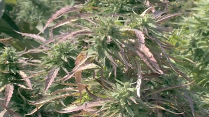 Narkotik yetişdirən Şəmkir sakini saxlanılıb  - FOTO