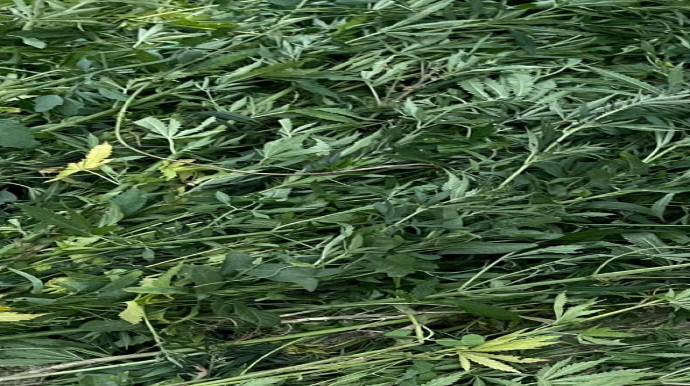 Zəngilanda 300 kq narkotik aşkarlanıb  - FOTO