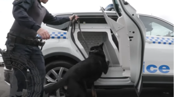 İtlər üçün kondisionerli avtomobil  - VİDEO