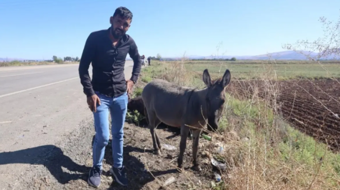 Maşın vuran uzunqulağın balası saatlarla anasının yanında ağladı 