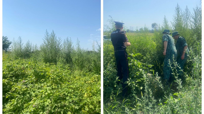 Ağcabədi və Zaqatalada 5 ton çətənə kolu məhv edilib   - FOTO - VİDEO