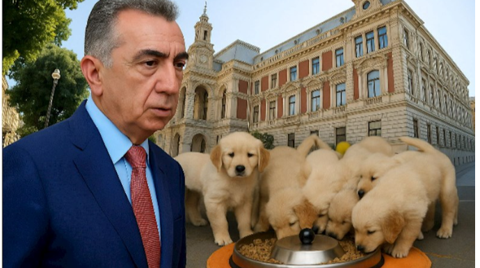 Bakı şəhər İcra Hakimiyyəti 425 min 685 manatlıq it yemi alır