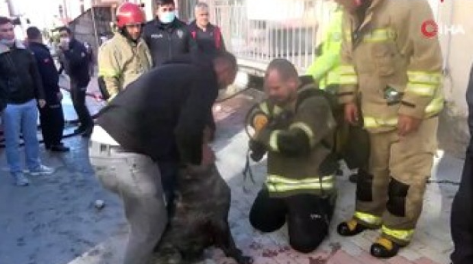 İtini xilas etmək üçün yanan evə girdi - VİDEO 