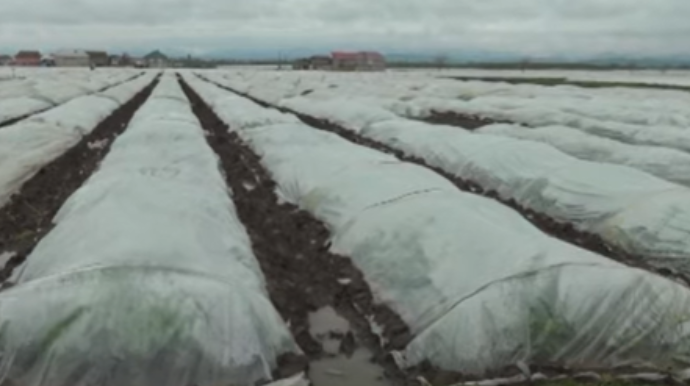 Cəlilabadda əkin sahələri su altında qalıb  - VİDEO