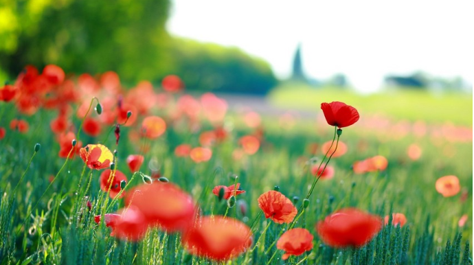 Sabah havanın temperaturu 36 dərəcəyə  çatacaq