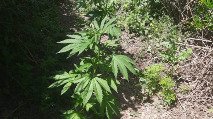 Beyləqanda çətənə bitkisi yetişdirən şəxs müəyyən edilib - FOTO