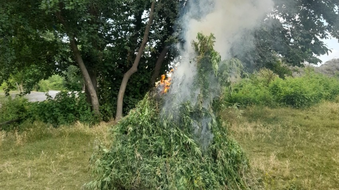 Ağdaşda həyətində narkotik tərkibli bitkilər yetişdirən şəxs saxlanılıb  - FOTO