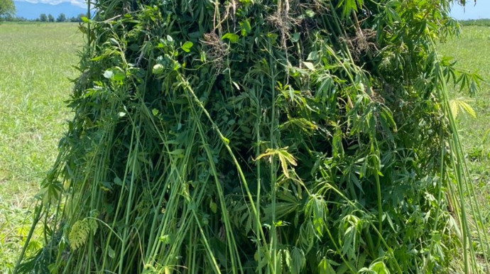 Balakəndə 3 tona yaxın çətənə kolu məhv edildi