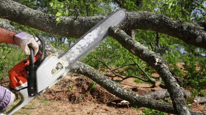 İki rayonda təbiətə 18 min manatdan çox ziyan vurulub 