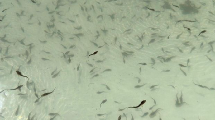 Kür çayına növbəti dəfə balıq körpələri buraxılıb - FOTO