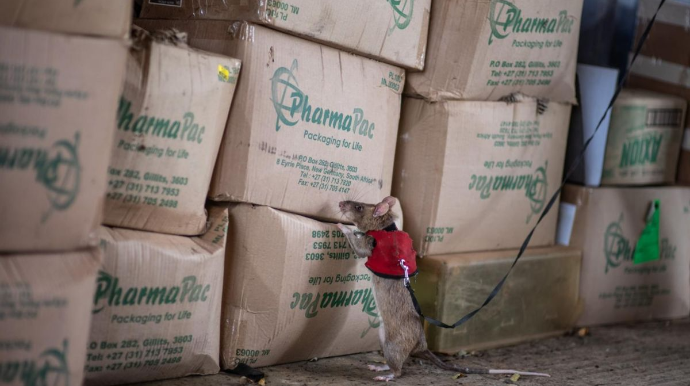 Siçovullar gömrük xidmətinin işinə yarayır 