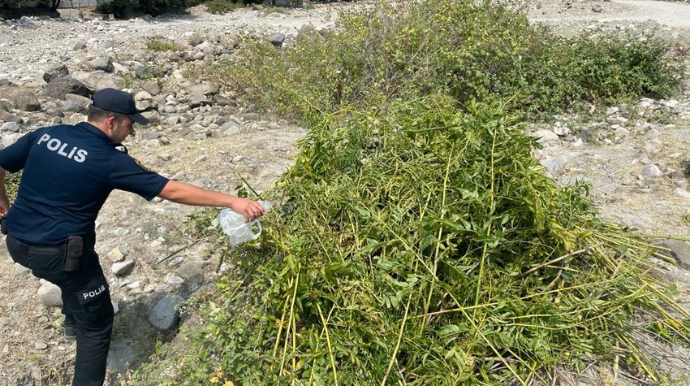 İsmayıllıda 1,5 ton çətənə kolu məhv edilib  - FOTO