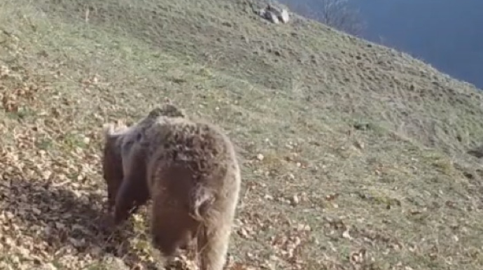 Minaya düşən heyvanlarla bağlı beynəlxalq təşkilatlara müraciət edildi 