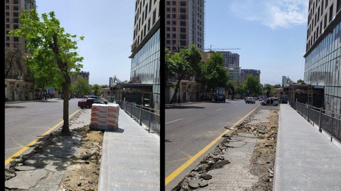 Bakıda ağacın kəsilməsi ilə bağlı araşdırma aparılır - FOTO