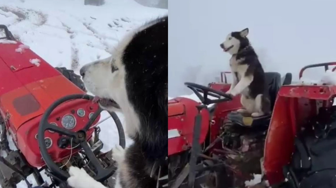 Haskinin traktor sevgisi:  Sükan arxasındakı görüntüləri gündəm oldu - FOTO - VİDEO
