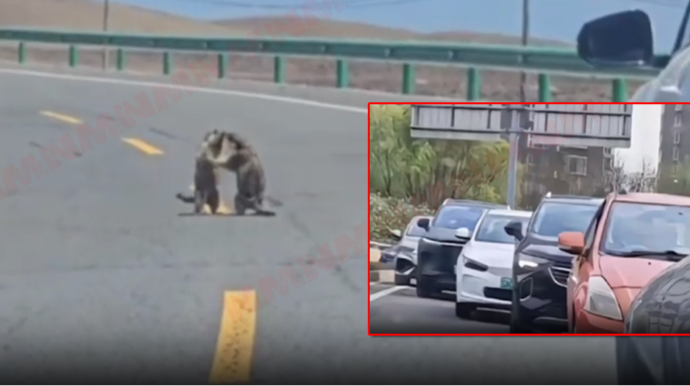 Dağ siçanları yolu bağlayıb dalaşdı, tıxac yarandı – VİDEO 